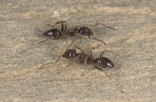 Argentine ant